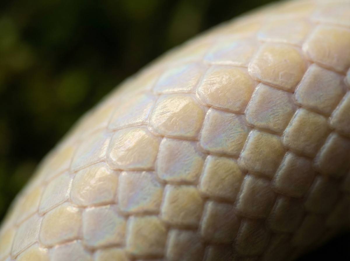 老司机蟒蛇微距视频 - 蟒蛇鳞片微距摄影技巧分享
